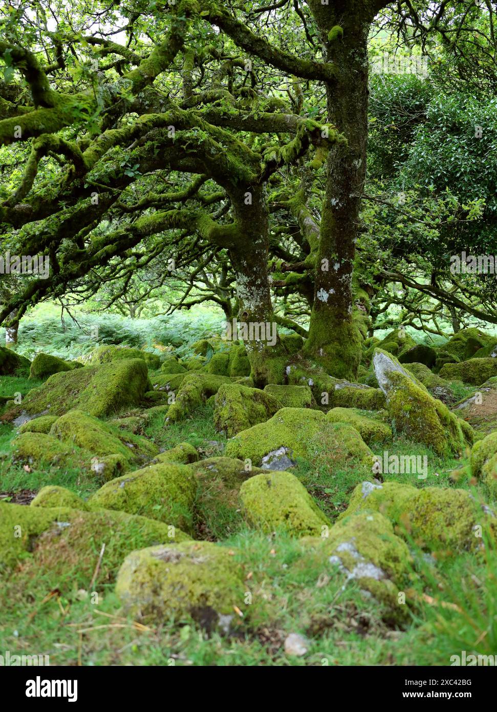 Fingest Woods, Ancient Oak Forest, Near Two Bridges, Dartmoor, Devon, REGNO UNITO Foto Stock