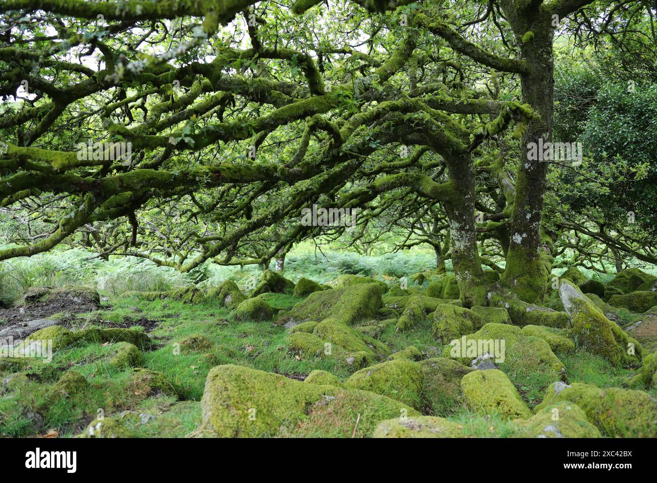 Fingest Woods, Ancient Oak Forest, Near Two Bridges, Dartmoor, Devon, REGNO UNITO Foto Stock