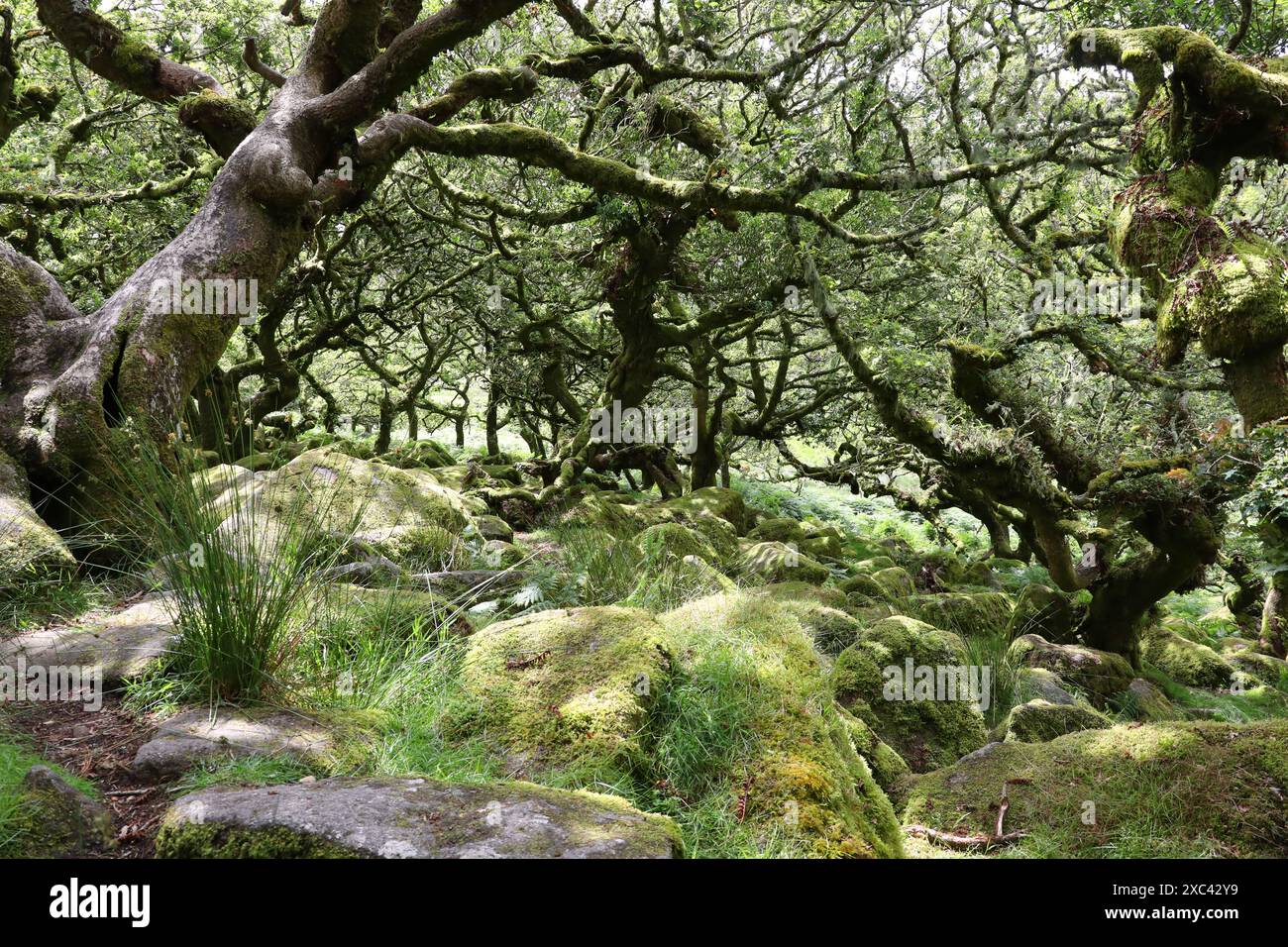 Fingest Woods, Ancient Oak Forest, Near Two Bridges, Dartmoor, Devon, REGNO UNITO Foto Stock