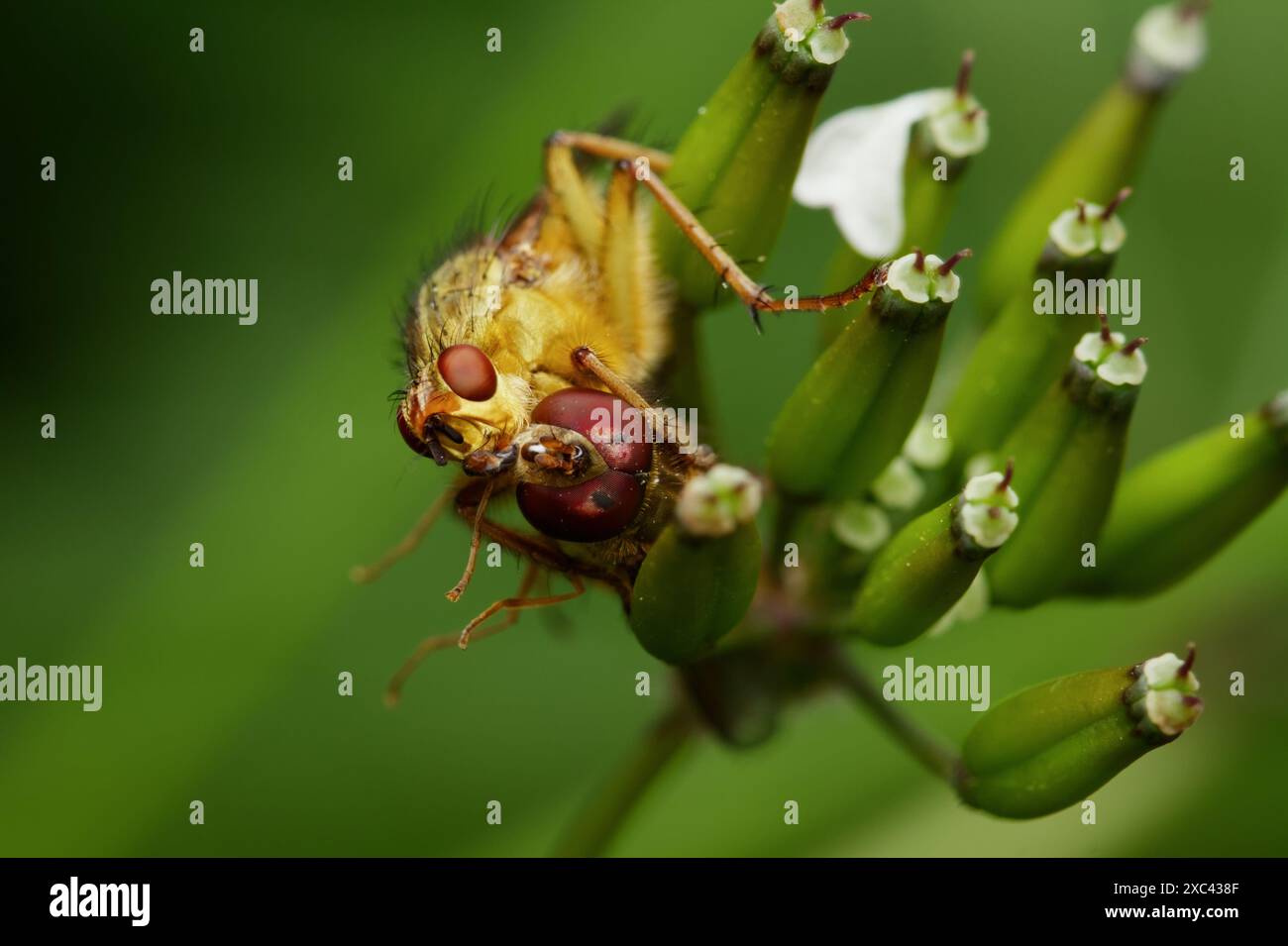 Macro, primo piano della vista laterale di Un Dung Fly giallo, Scathophaga stercoraria, con una Fly nei panni di Prey, New Forest UK Foto Stock
