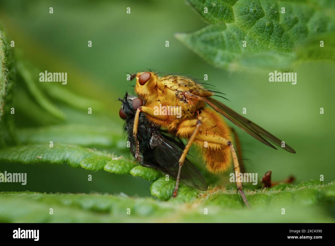Macro, primo piano della vista laterale di Un Dung Fly giallo, Scathophaga stercoraria, con una Fly nei panni di Prey, New Forest UK Foto Stock