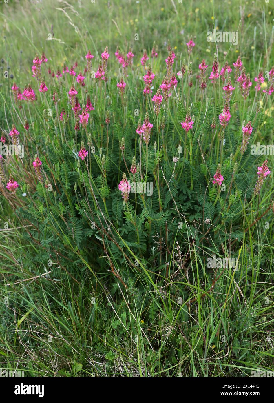 Sainfoin, Onobrychis viciifolia, Fabaceae (Leguminosae). Dunstable Downs, Bedfordshire. Foto Stock