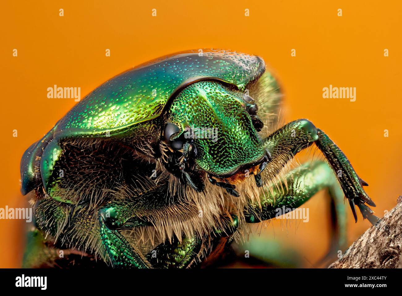 Metti a fuoco il ritratto impilato di una cialda di rose verdi (Cetonia aurata) che mostra occhi composti e boccagli fotografati con un ingrandimento di 2,5:1. Foto Stock