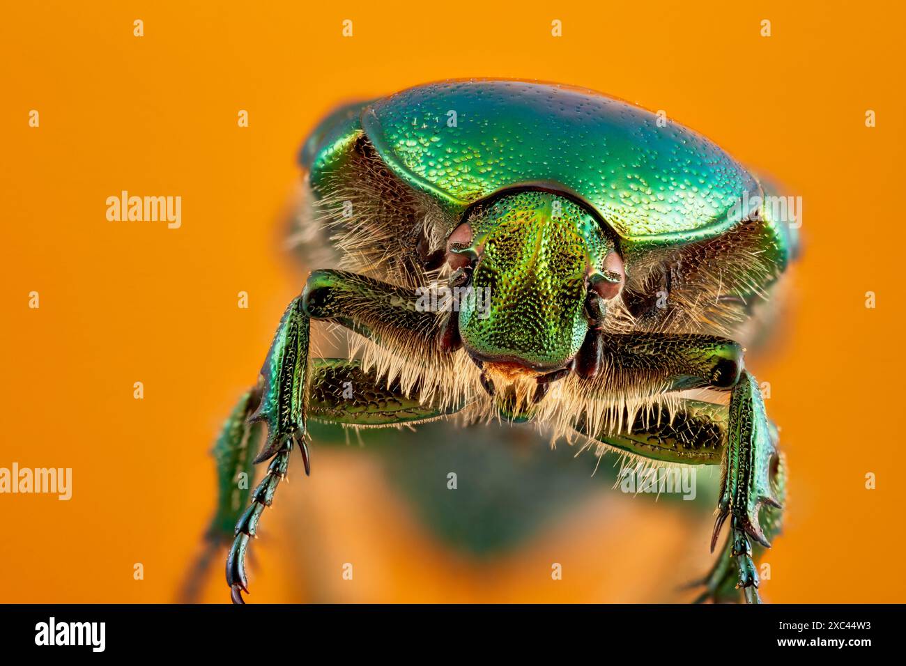 Metti a fuoco il ritratto impilato di una Chafer di rosa verde (Cetonia aurata) che mostra occhi composti e boccagli fotografati con ingrandimento 2:1. Foto Stock