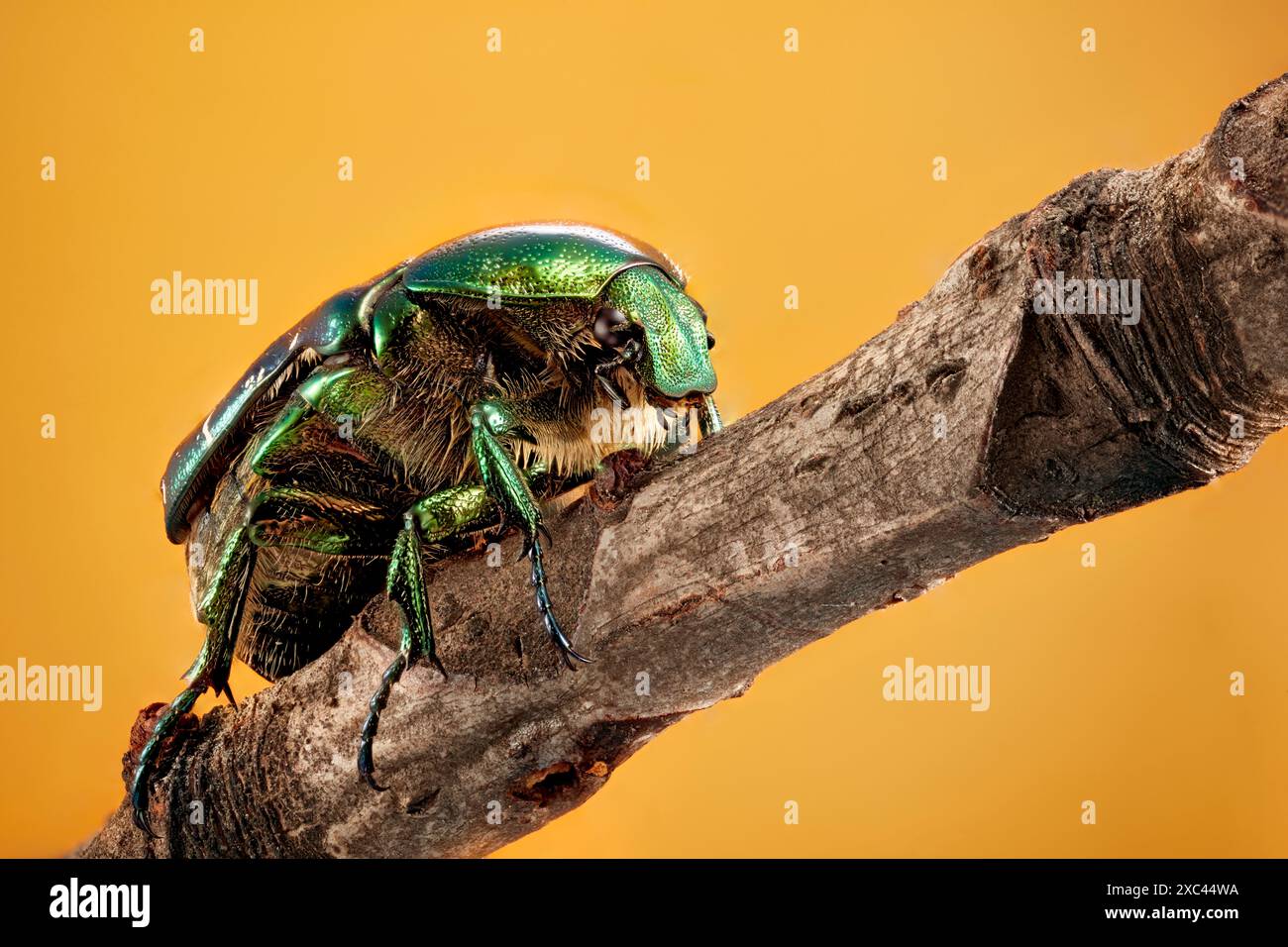 Metti a fuoco un'immagine sovrapposta di un singolo Cetonia aurata (Green Rose Chafer) fotografato con ingrandimento 1:1. Foto Stock