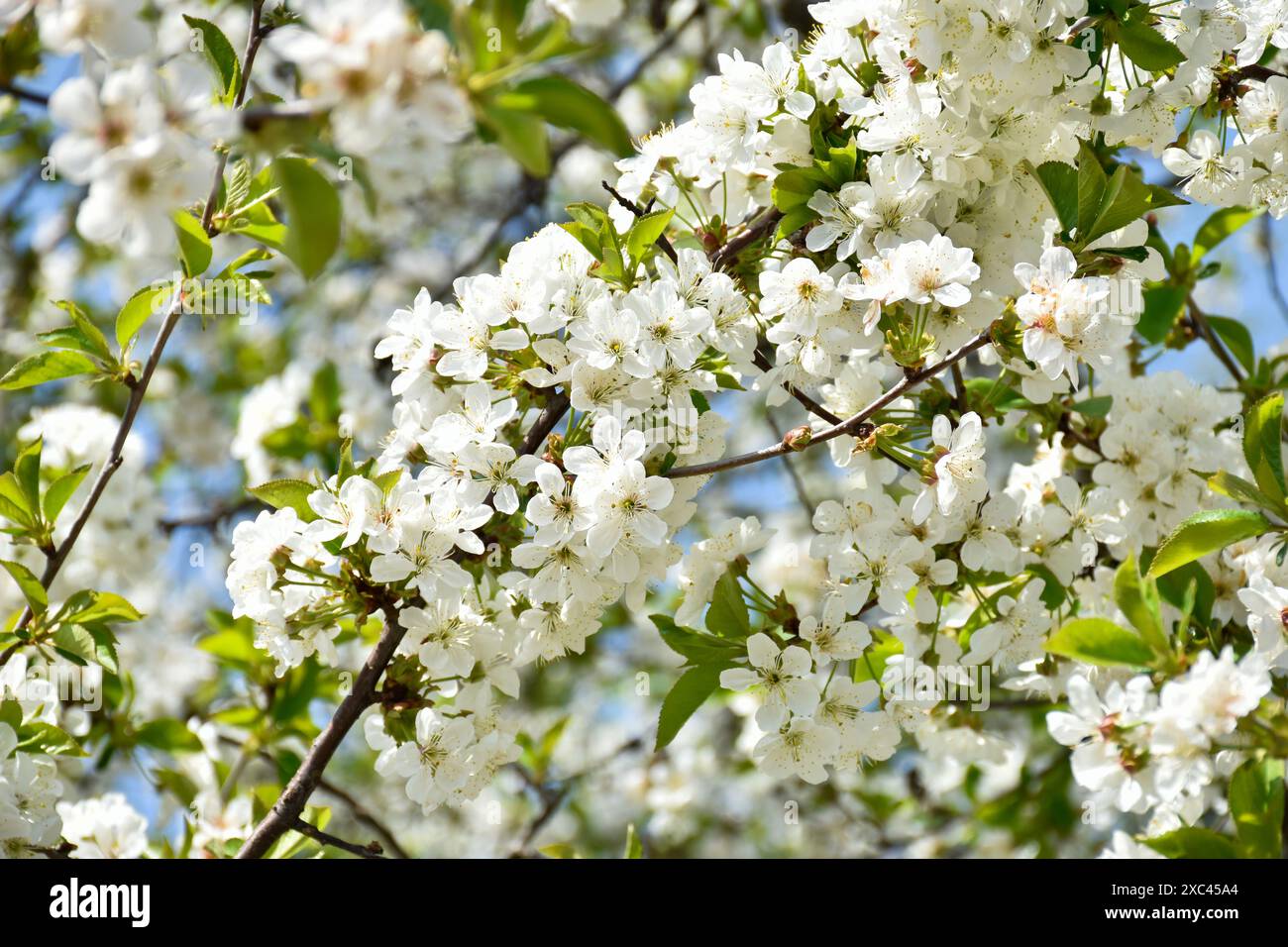 Fiori di ciliegio, fiori bianchi profumati, rami di alberi fioriti in giardino primaverile, cielo azzurro, caldo giorno di sole, campagna. Foto Stock