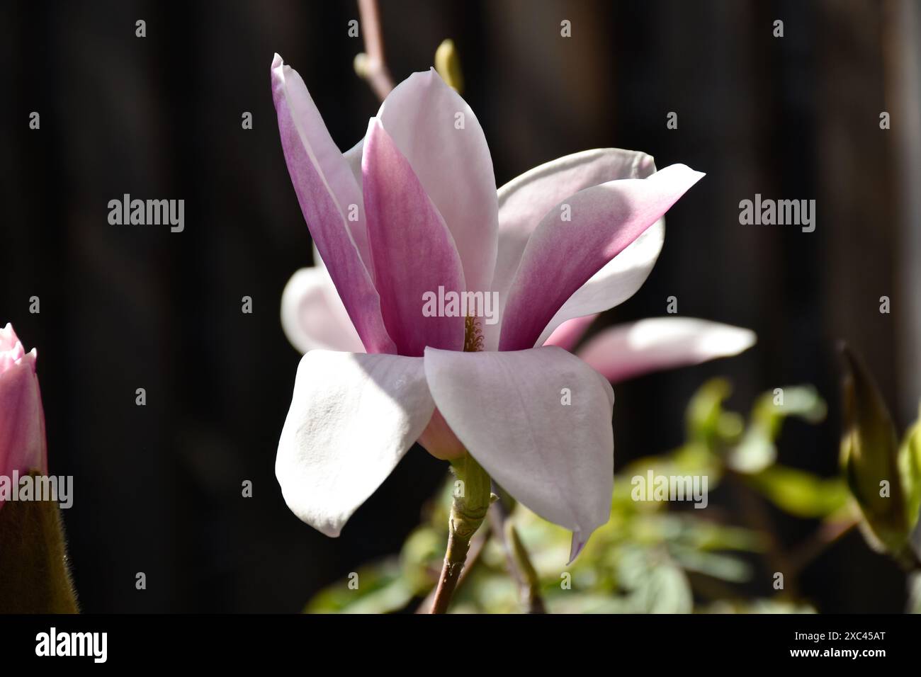 Fiore rosa Magnolia, vista ravvicinata, gioco di luci e ombre, fioritura di alberi, fioritura primaverile, fioritura moody macro. Foto Stock