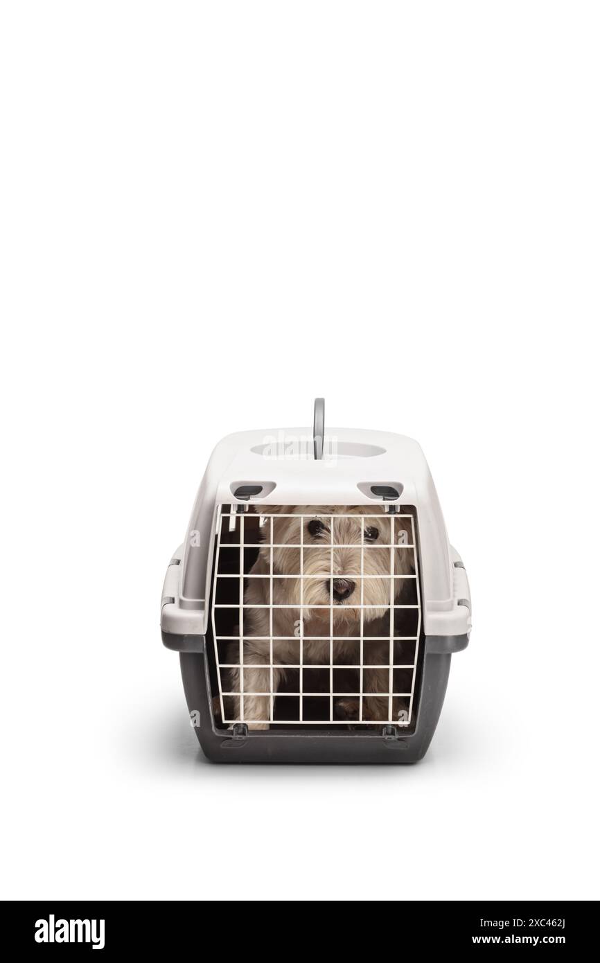 Trasportino per animali domestici portatile con un cane westie all'interno isolato su sfondo bianco Foto Stock