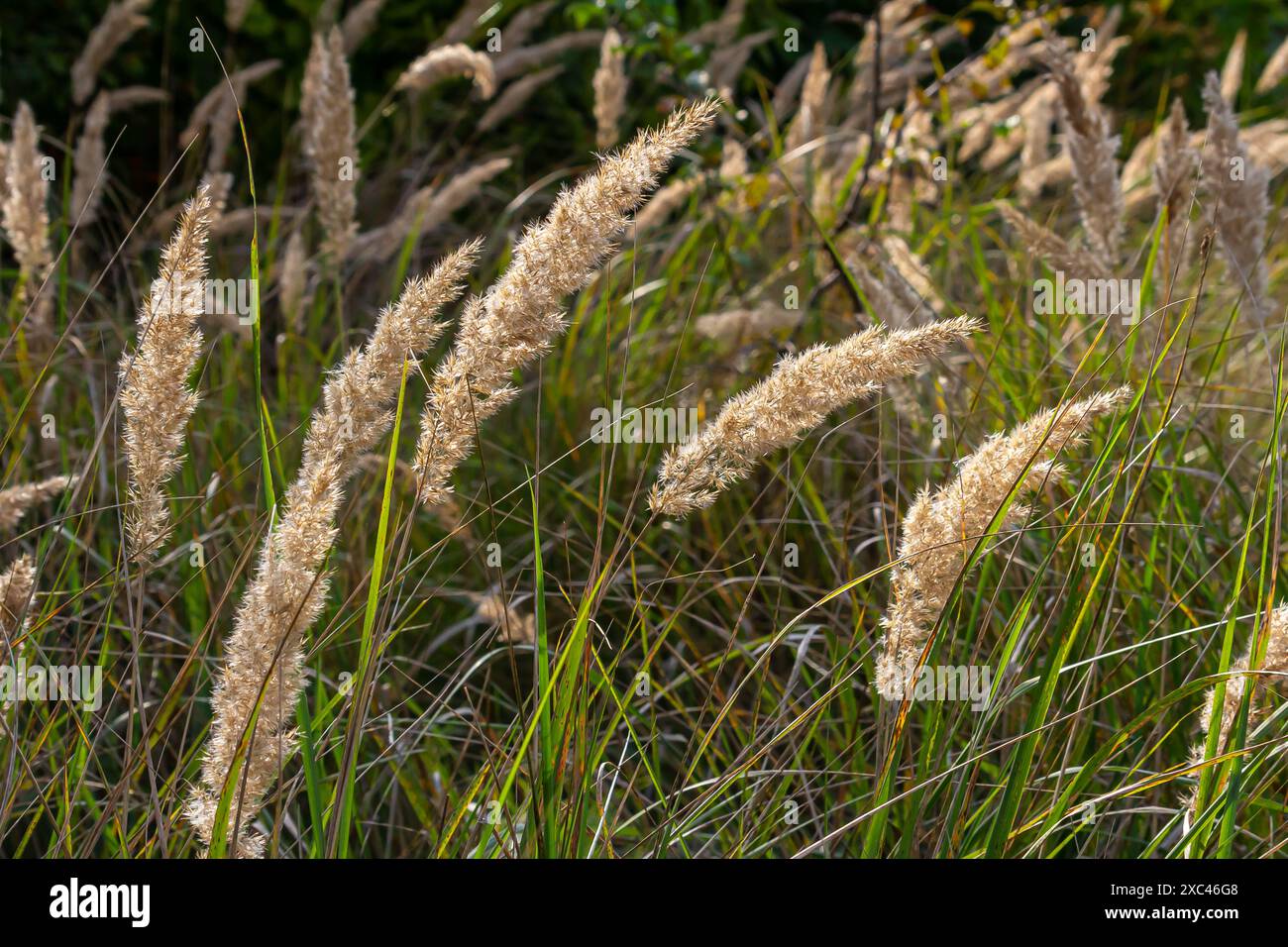 Infiorescenza di canne piccole di legno Calamagrostis epigejos su un prato. Foto Stock