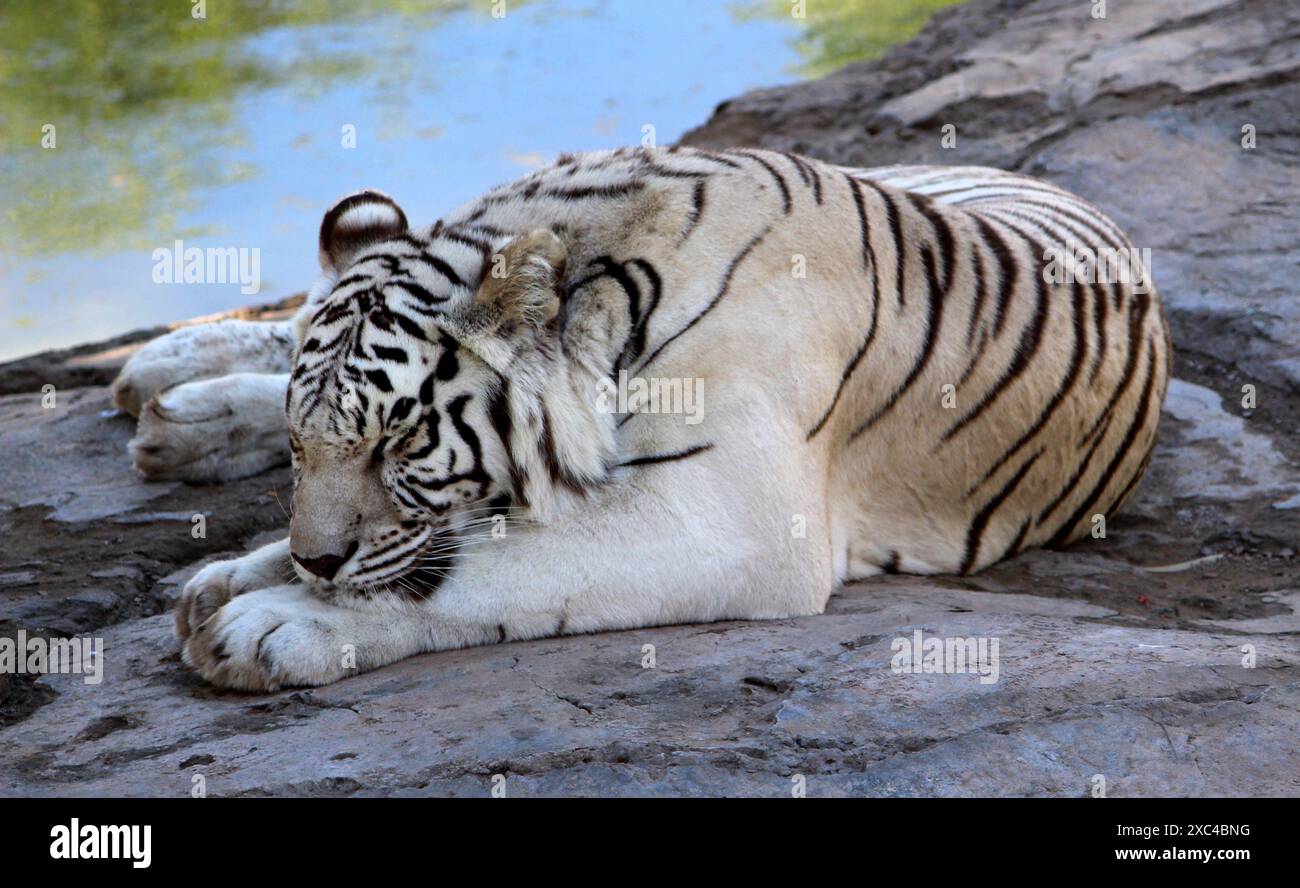 Tigre bianca del Bengala (Panthera tigris tigris) appoggiata su una superficie rocciosa : (Pix Sanjiv Shukla) Foto Stock