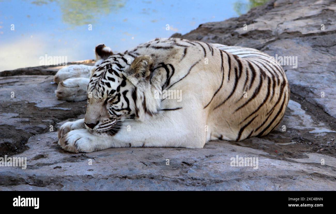Tigre bianca del Bengala (Panthera tigris tigris) appoggiata su una superficie rocciosa : (Pix Sanjiv Shukla) Foto Stock