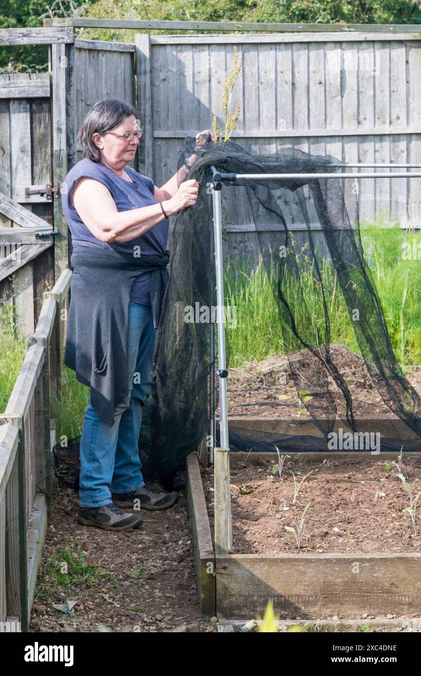 Donna che costruisce una gabbia di rete su letti rialzati di piante di brassica nel suo orto - per tenere fuori i parassiti. Foto Stock