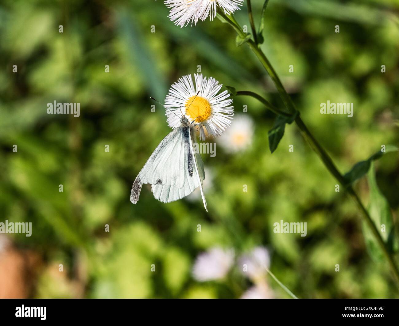 Una farfalla Pieris Garden White si nutre di una piccola margherita bianca vicino a un parco a Yokohama, in Giappone. Foto Stock Una farfalla Pieris Garden White si nutre di una piccola margherita bianca vicino a un parco a Yokohama, in Giappone. Foto Stock