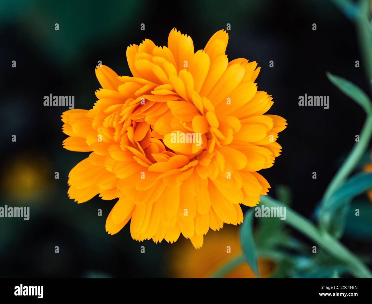 Una calendula luminosa, Calendula, fiorisce in un parco vicino a Yokohama in Giappone. Foto Stock Una calendula luminosa, Calendula, fiorisce in un parco vicino a Yokohama in Giappone. Foto Stock