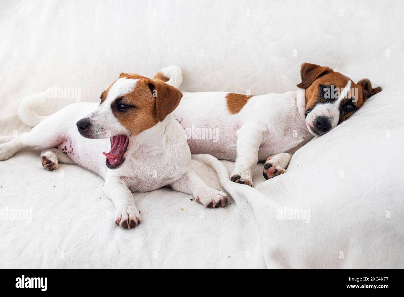 I bellissimi cuccioli del terrier Jack Russell giacciono sul divano. Cura e cura dei cuccioli Foto Stock