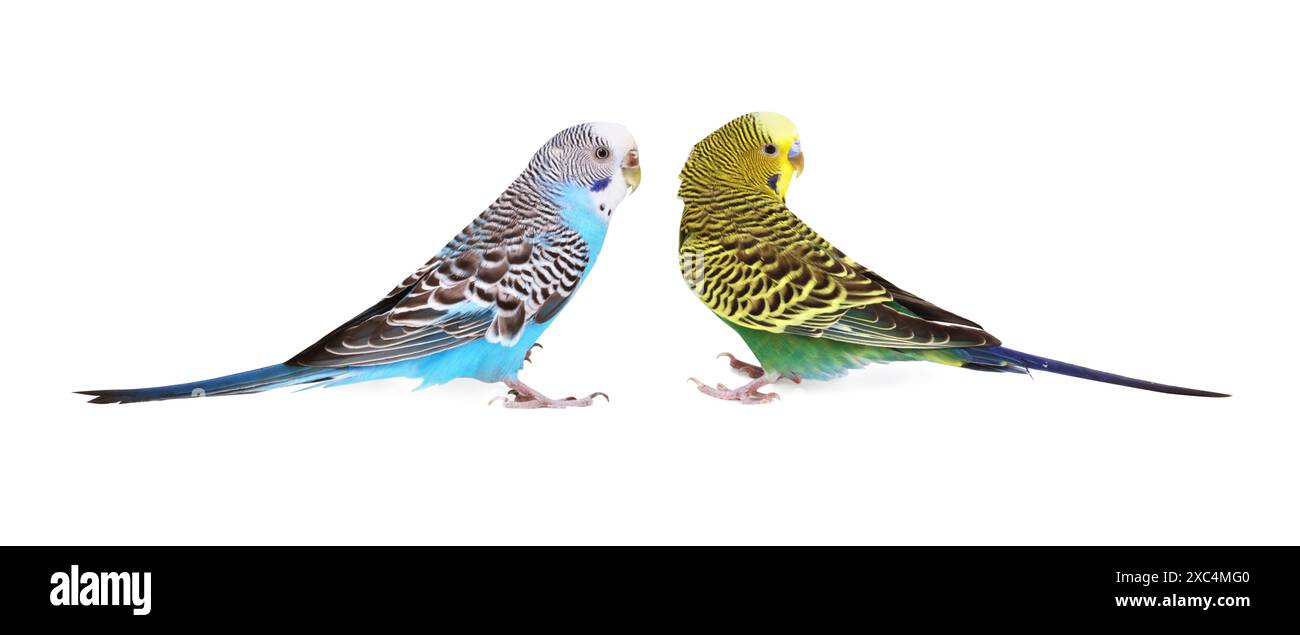 Bellissimi pappagalli luminosi su sfondo bianco. Animali esotici Foto Stock