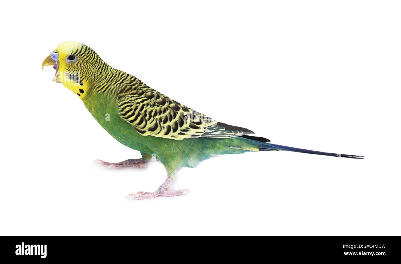 Bellissimo pappagallo luminoso su sfondo bianco. Animale esotico Foto Stock