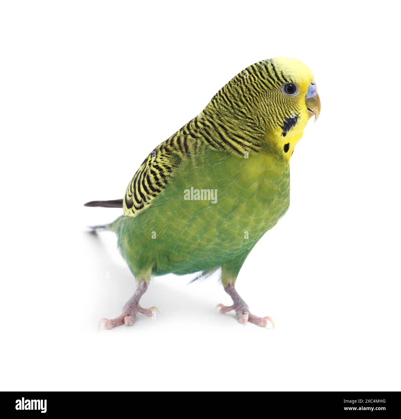 Bellissimo pappagallo luminoso su sfondo bianco. Animale esotico Foto Stock