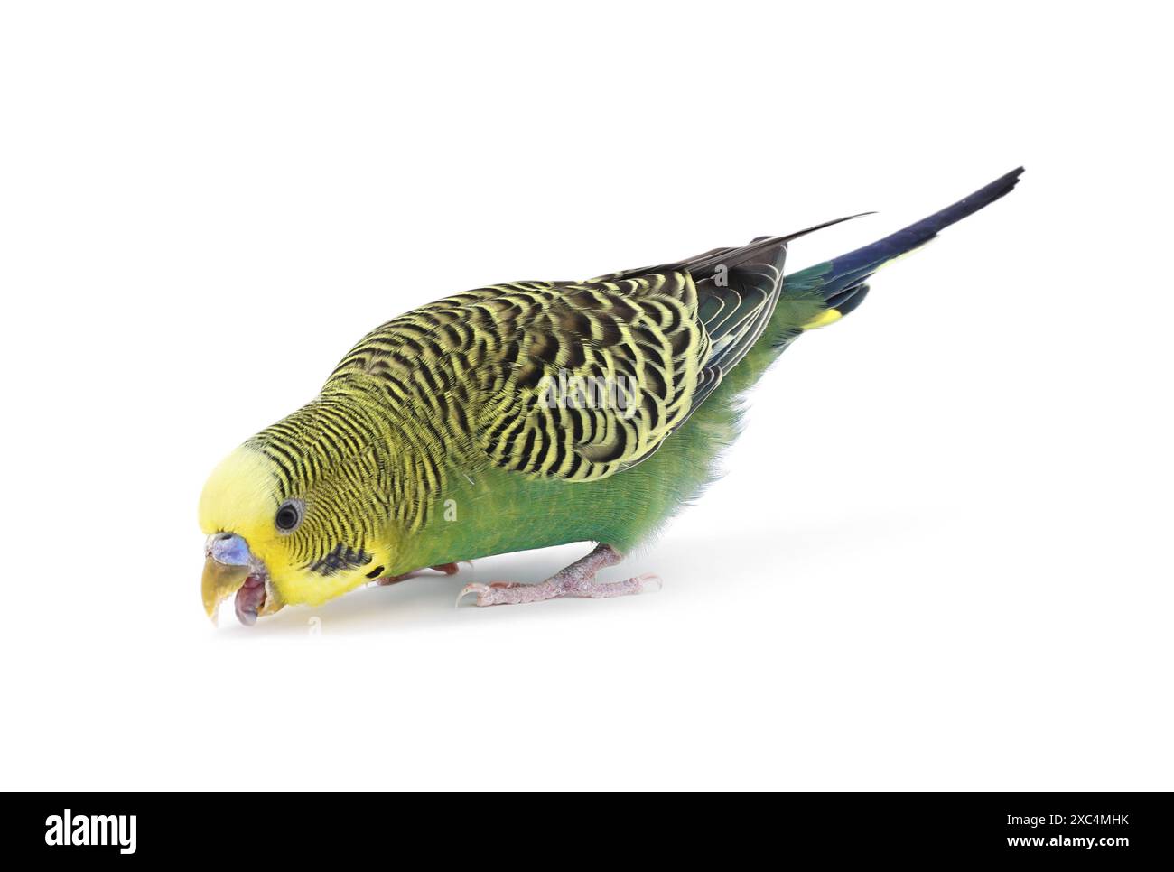 Bellissimo pappagallo luminoso su sfondo bianco. Animale esotico Foto Stock