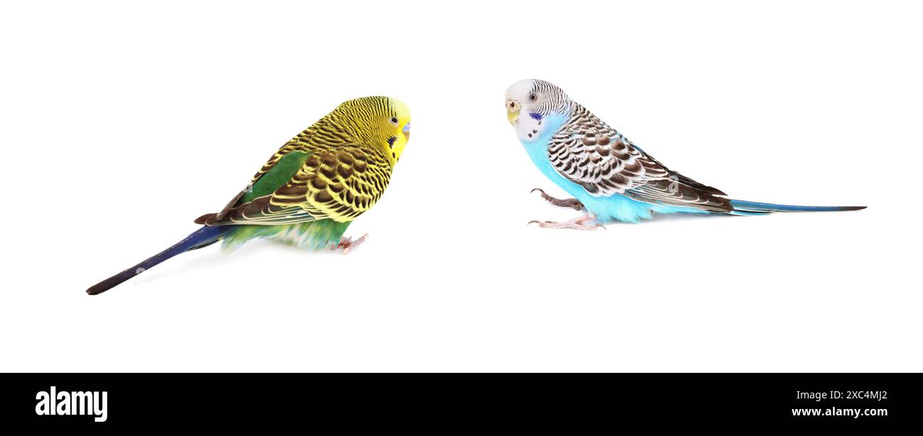 Bellissimi pappagalli luminosi su sfondo bianco. Animali esotici Foto Stock