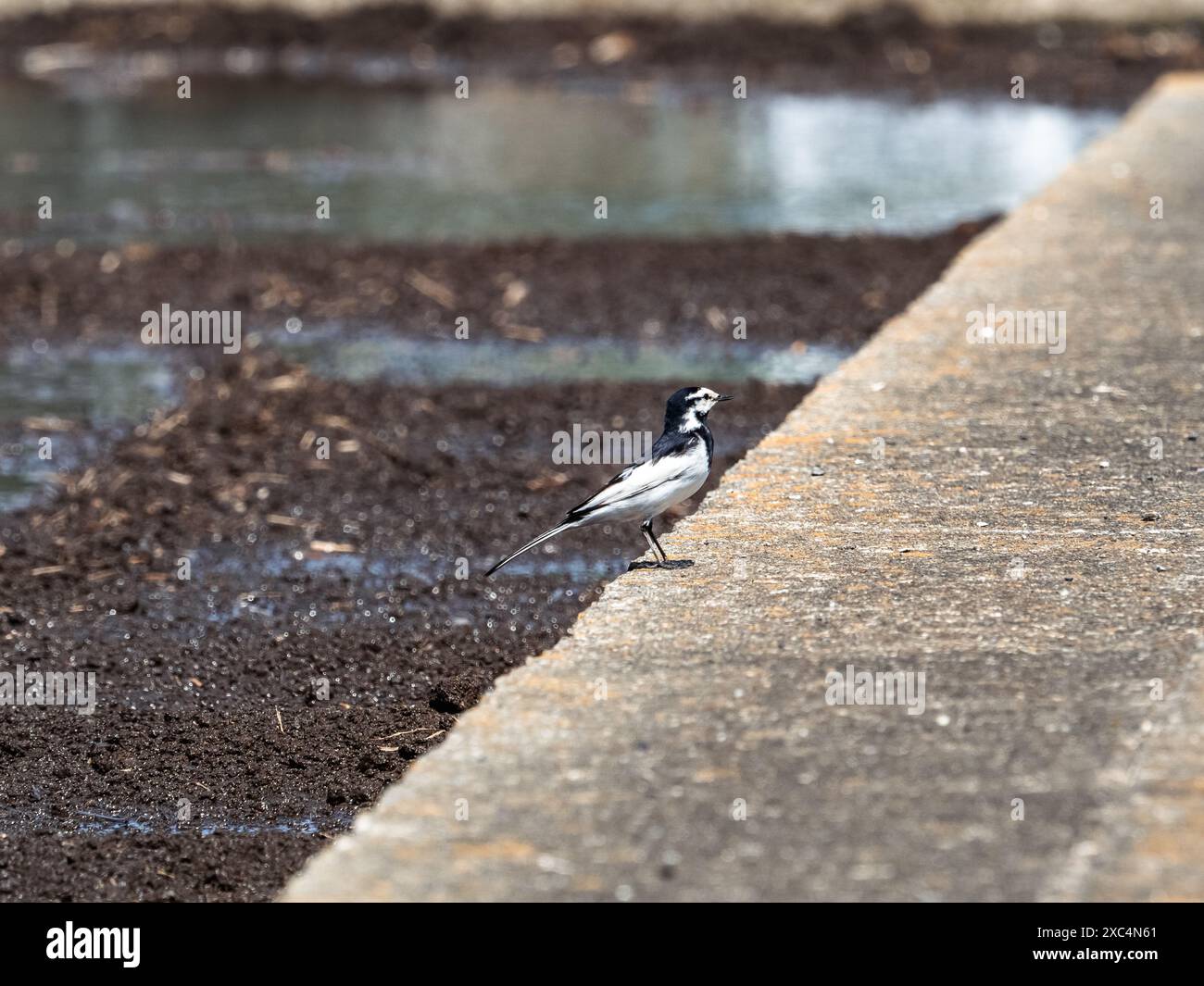 Un wagtail bianco poggia su una barriera di cemento lungo una risaia vicino a Yokohama, in Giappone. Foto Stock Un wagtail bianco poggia su una barriera di cemento lungo una risaia vicino a Yokohama, in Giappone. Foto Stock