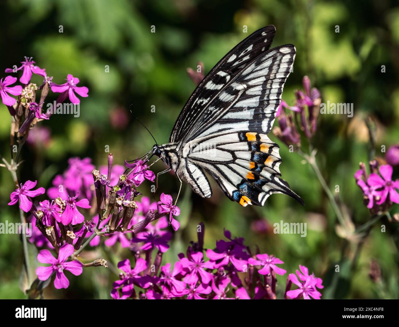 Una farfalla cinese a coda di rondine gialla, Papilio xuthus, si nutre di fiori rosa vicino a una strada a Yokohama, in Giappone. Foto Stock Una farfalla cinese a coda di rondine gialla, Papilio xuthus, si nutre di fiori rosa vicino a una strada a Yokohama, in Giappone. Foto Stock