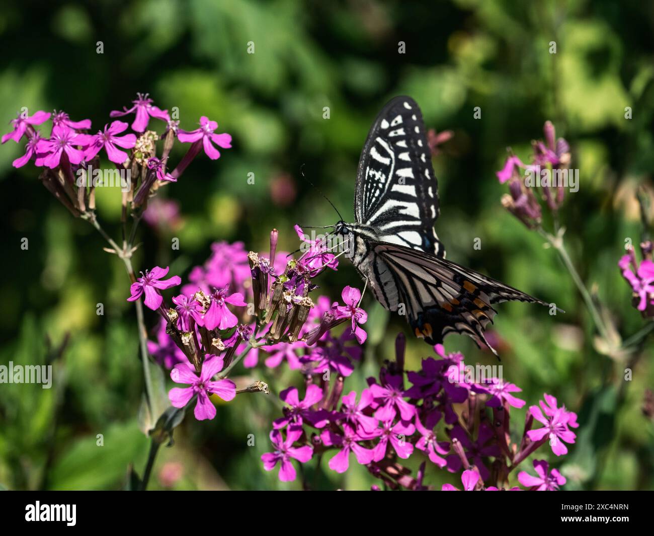Una farfalla cinese a coda di rondine gialla, Papilio xuthus, si nutre di fiori rosa vicino a una strada a Yokohama, in Giappone. Foto Stock Una farfalla cinese a coda di rondine gialla, Papilio xuthus, si nutre di fiori rosa vicino a una strada a Yokohama, in Giappone. Foto Stock