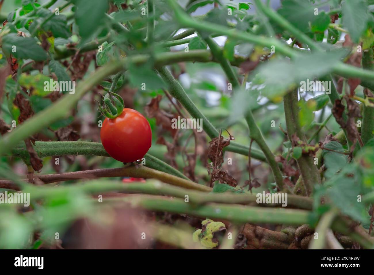 Pianta di pomodoro su vite con steli verdi giustificati a sinistra del telaio Foto Stock