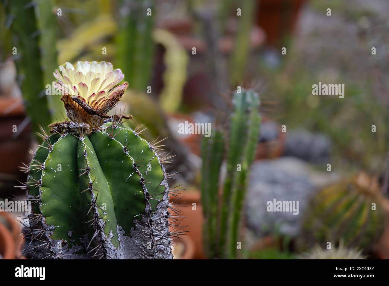 Il fiore giallo di Cactus giustificava la sinistra del telaio utilizzando la profondità di campo Foto Stock