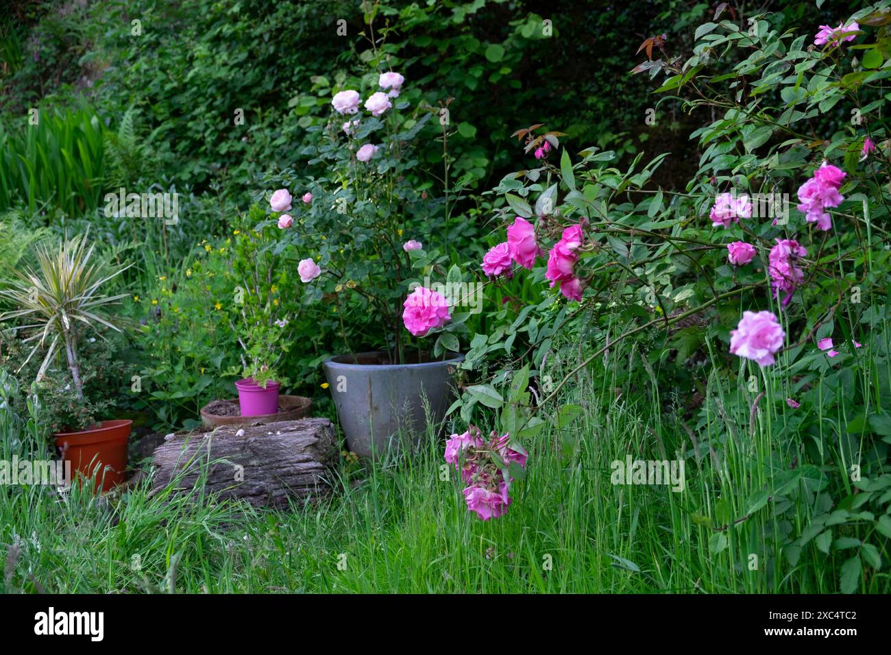 Zephirine Drouhin, Regina di Svezia rose rosa fiorite nel giardino di giugno dopo No Mow May erba lunga Galles Regno Unito Gran Bretagna KATHY DEWITT Foto Stock