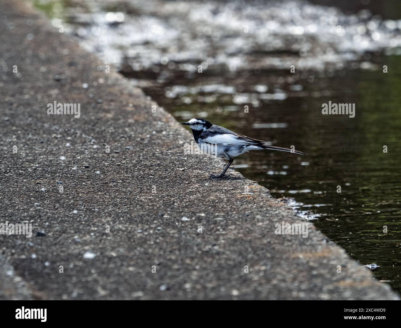 Un wagtail bianco poggia su una barriera di cemento lungo una risaia vicino a Yokohama, in Giappone. Foto Stock Un wagtail bianco poggia su una barriera di cemento lungo una risaia vicino a Yokohama, in Giappone. Foto Stock