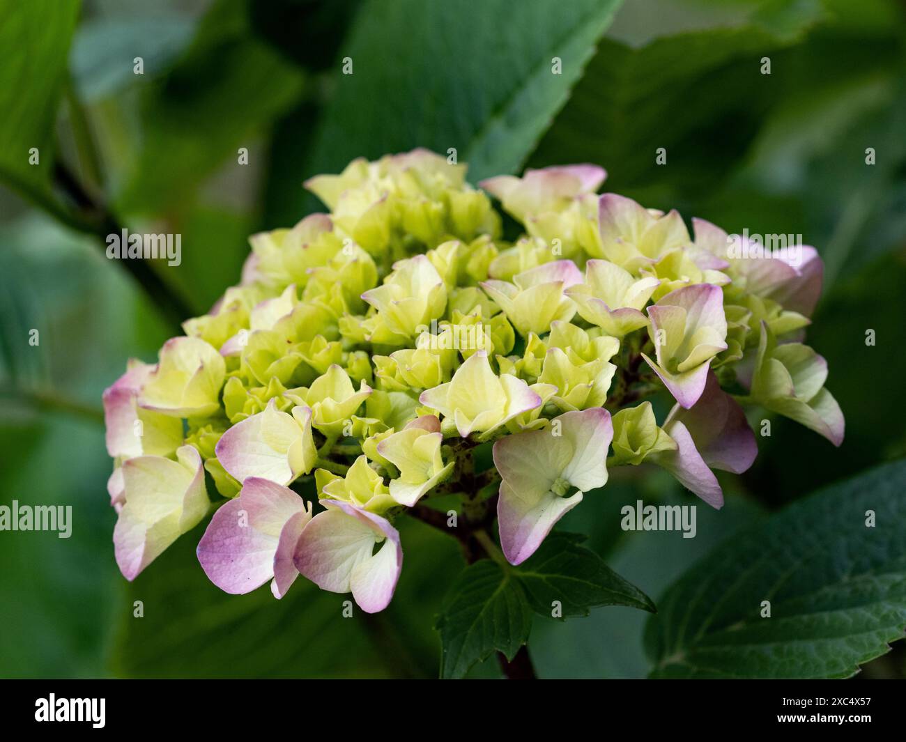le ortensie fioriscono in un giardino nel parco forestale di Izumi a Yamato, in Giappone Foto Stock le ortensie fioriscono in un giardino nel parco forestale di Izumi a Yamato, in Giappone Foto Stock