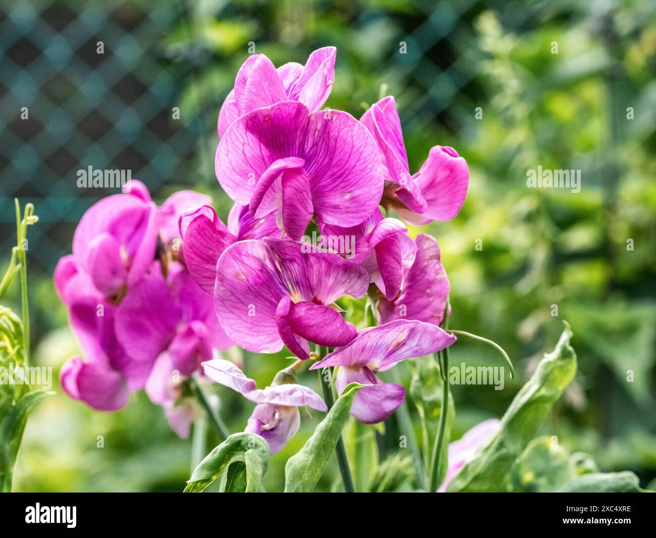Un gruppo di fiori di pisello dolci di Lathyrus fiorisce in un gruppo di fiori selvatici lungo una strada vicino a Yokohama, in Giappone. Foto Stock Un gruppo di fiori di pisello dolci di Lathyrus fiorisce in un gruppo di fiori selvatici lungo una strada vicino a Yokohama, in Giappone. Foto Stock
