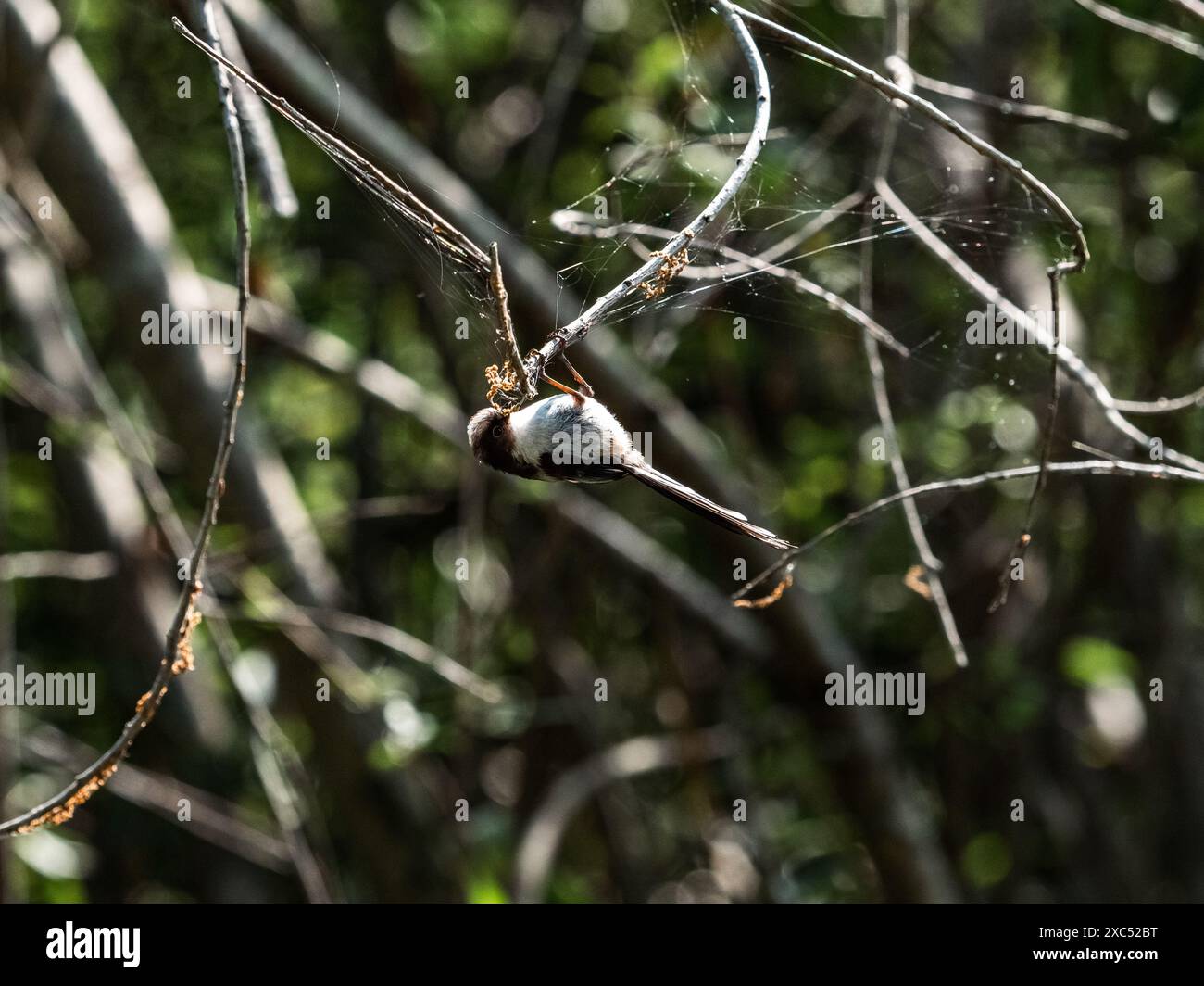 Un cespuglio giapponese dalla coda lunga, Aegithalos caudatus, arroccato in cespugli sovracresciuti vicino a uno stagno nel Parco forestale di Izumi, Yamato, Giappone. Foto Stock Un cespuglio giapponese dalla coda lunga, Aegithalos caudatus, arroccato in cespugli sovracresciuti vicino a uno stagno nel Parco forestale di Izumi, Yamato, Giappone. Foto Stock