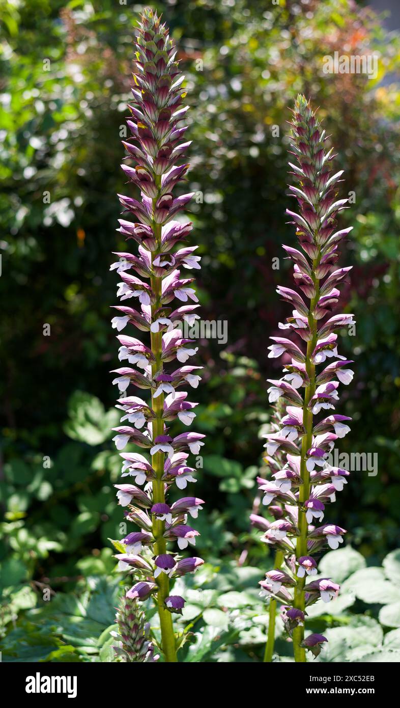 Un primo piano di un mollis di Acanthus comunemente noto come breeches di orso, bacino marino, pianta di orso, agrifoglio marino, pianta di gatori o ostriche. Foto Stock