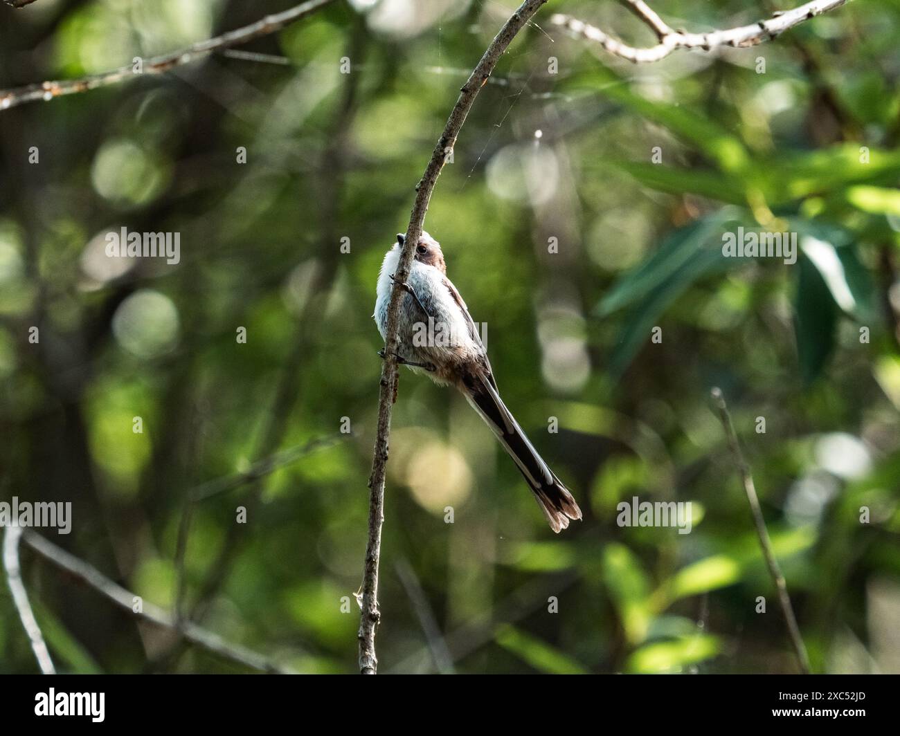 Un cespuglio giapponese dalla coda lunga, Aegithalos caudatus, arroccato in cespugli sovracresciuti vicino a uno stagno nel Parco forestale di Izumi, Yamato, Giappone. Foto Stock Un cespuglio giapponese dalla coda lunga, Aegithalos caudatus, arroccato in cespugli sovracresciuti vicino a uno stagno nel Parco forestale di Izumi, Yamato, Giappone. Foto Stock