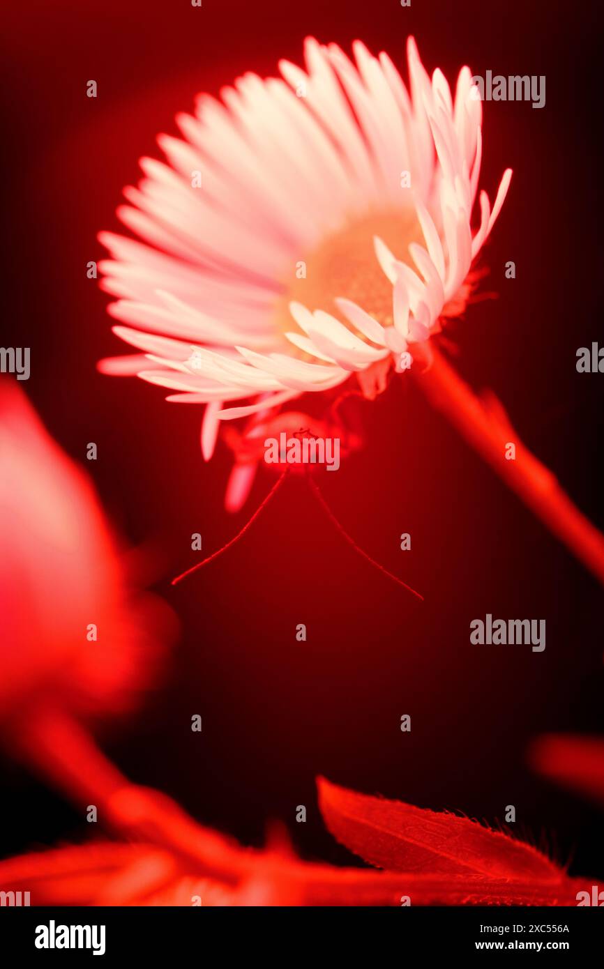 Insetto rosso nascosto capovolto Foto Stock