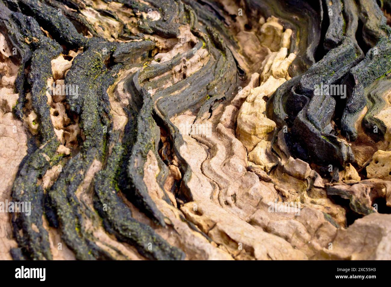 Primo piano di un motivo sinuoso trovato sulla sommità di un tronco o di un pezzo di legno in decomposizione. Foto Stock