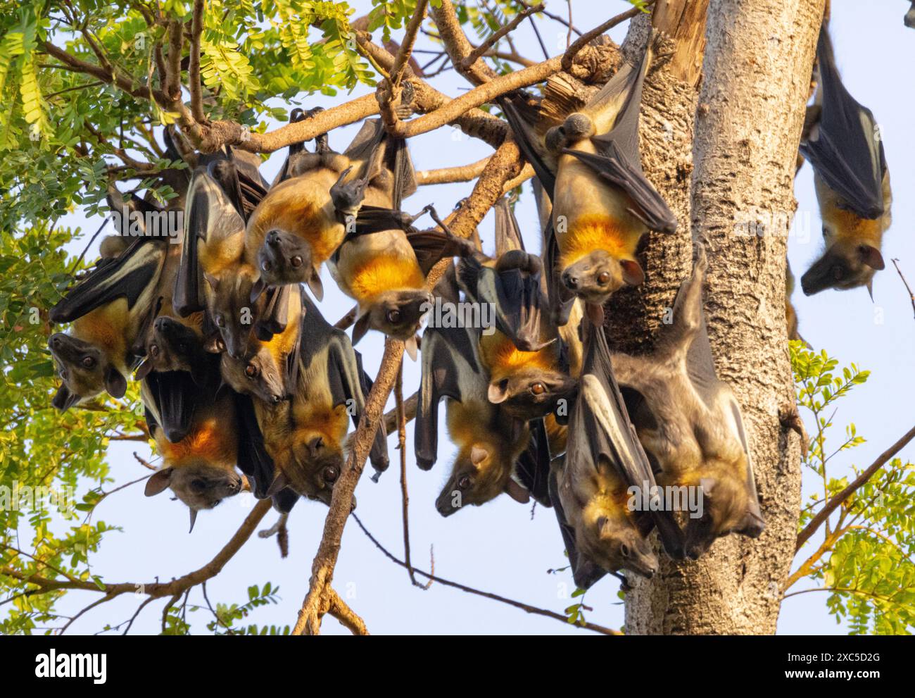 La più grande famiglia di pipistrelli da frutta, un gran numero di volpe volanti Pemba si riuniscono a Dar es Salaam ogni anno quando la frutta come il mango matura. Foto Stock