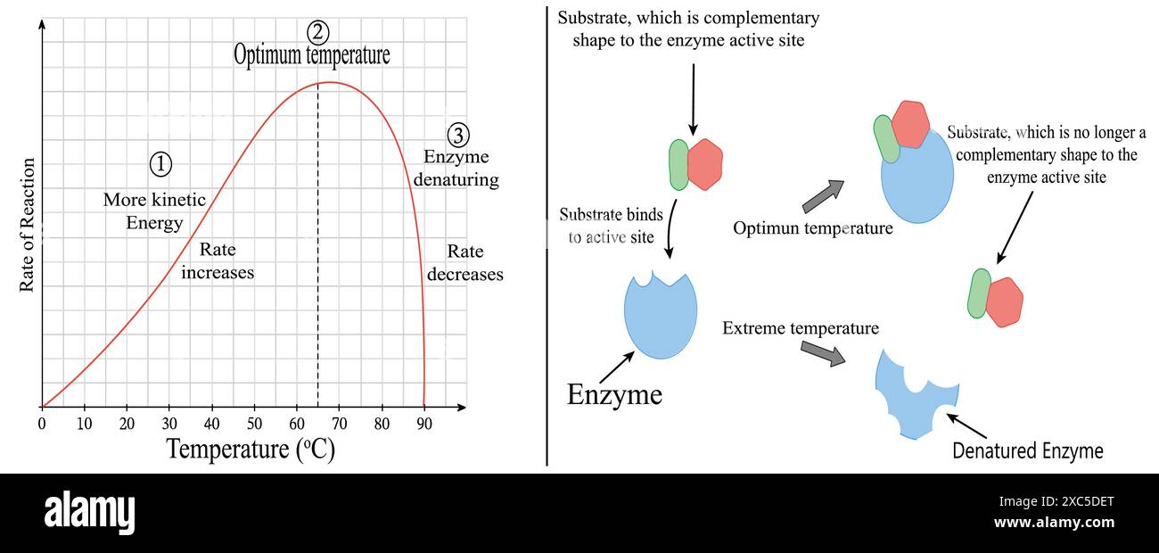 Gli effetti della temperatura sull'attività enzimatica. rappresentazione di curve e diagrammi su sfondo bianco Illustrazione Vettoriale