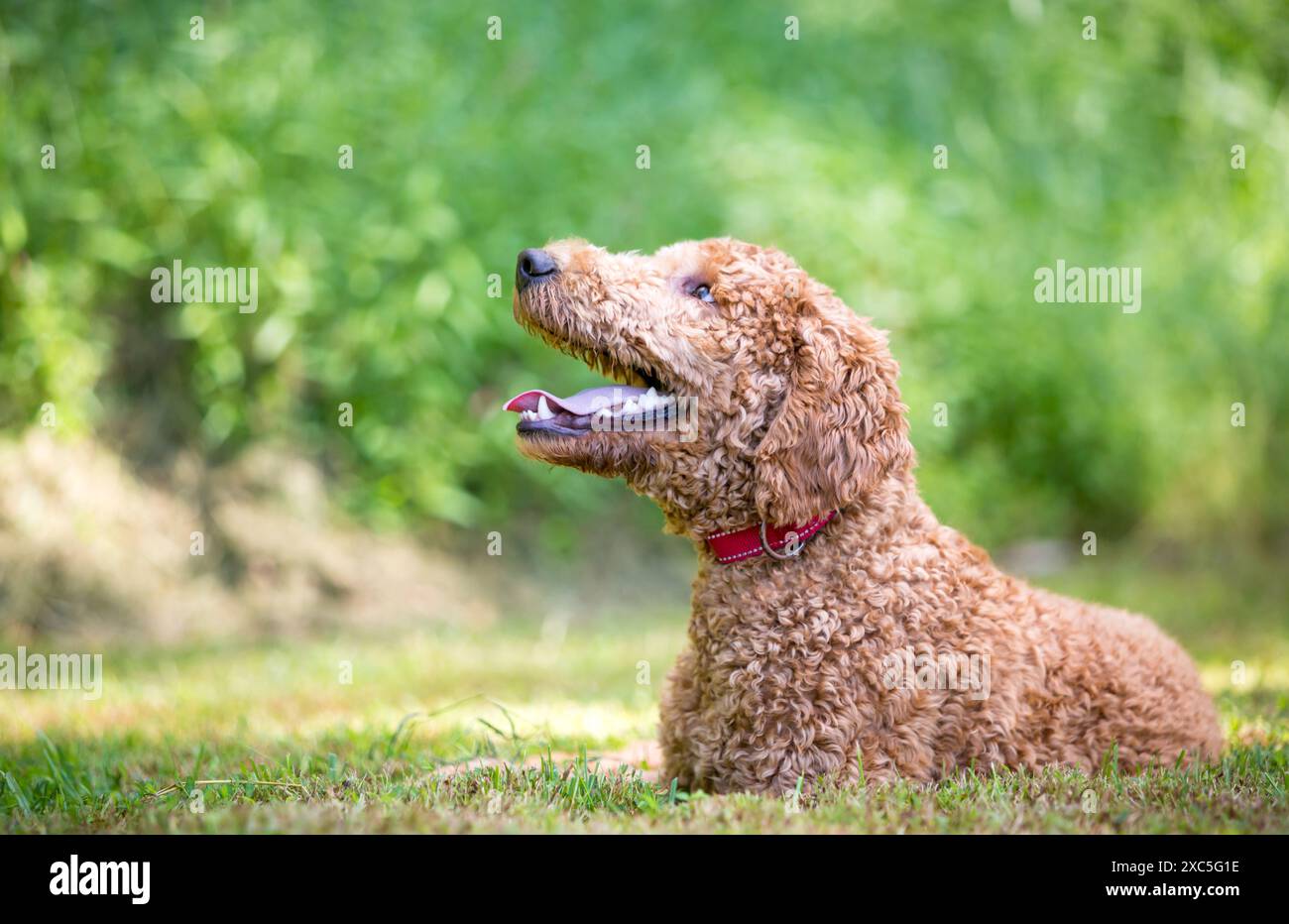 Un cane di razza mista Golden Retriever x Poodle, noto anche come Goldendoodle, sdraiato Foto Stock