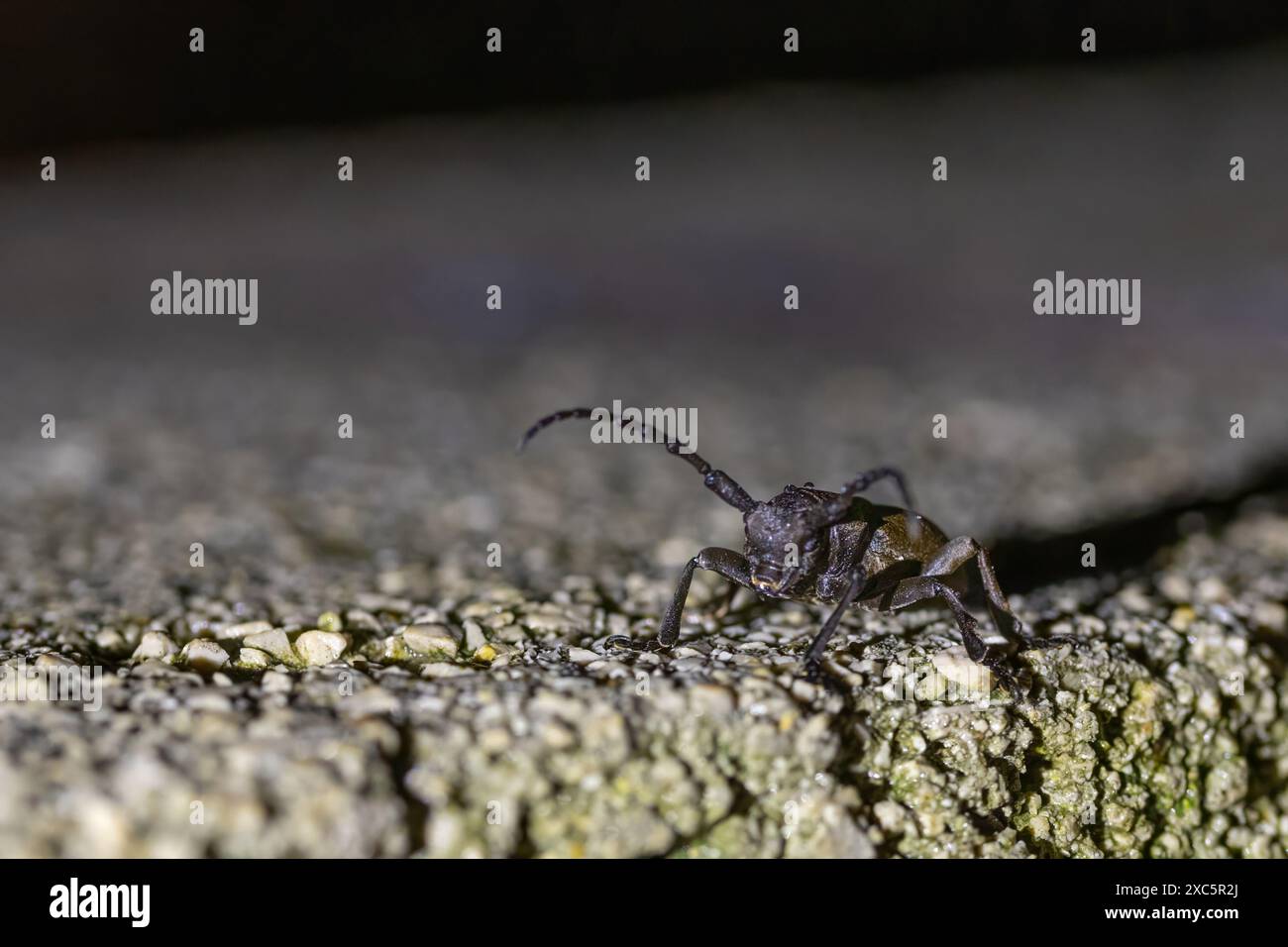 primo piano di uno scarabeo lungo Foto Stock