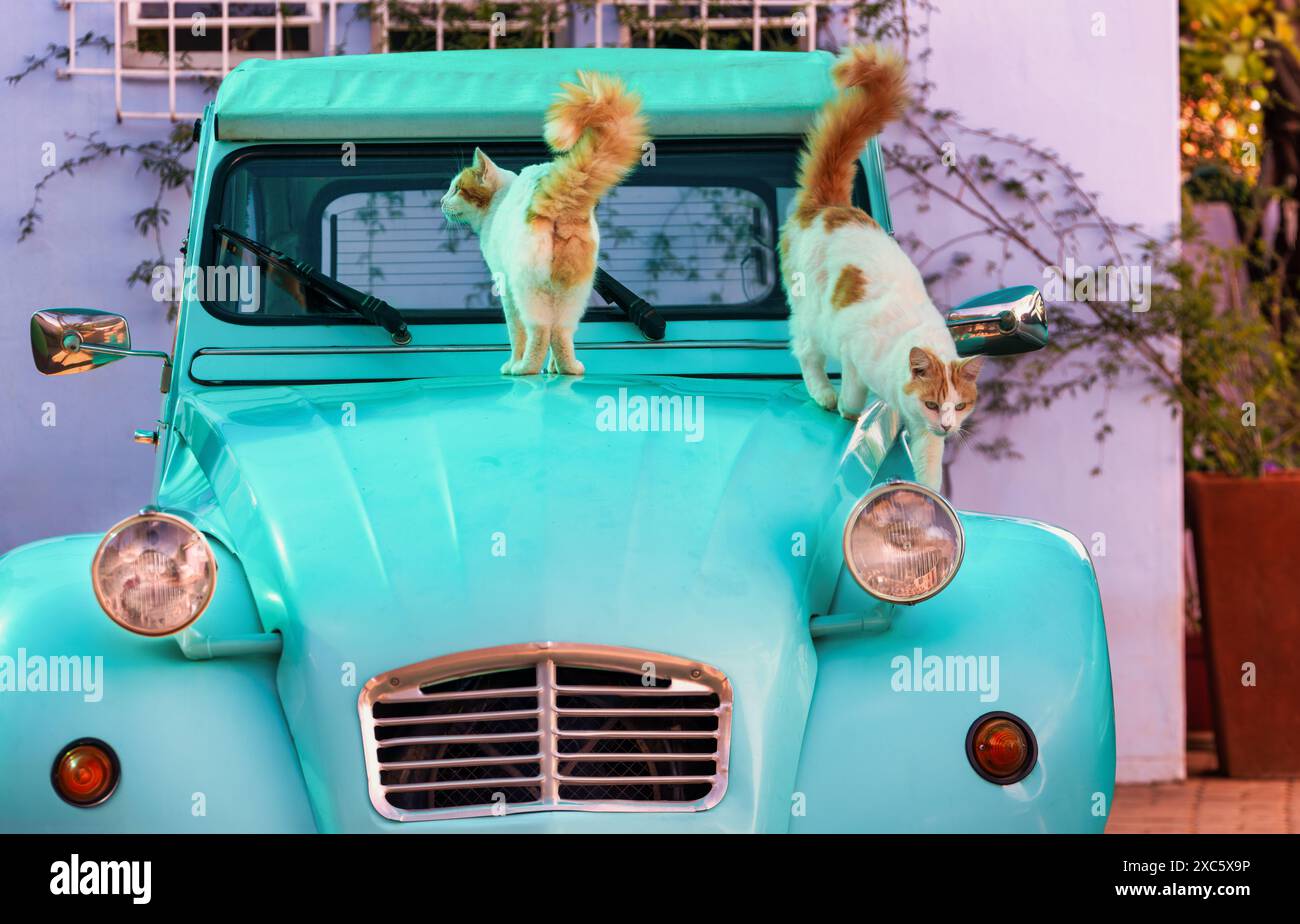 una vecchia auto d'epoca due gatti sul cofano Foto Stock