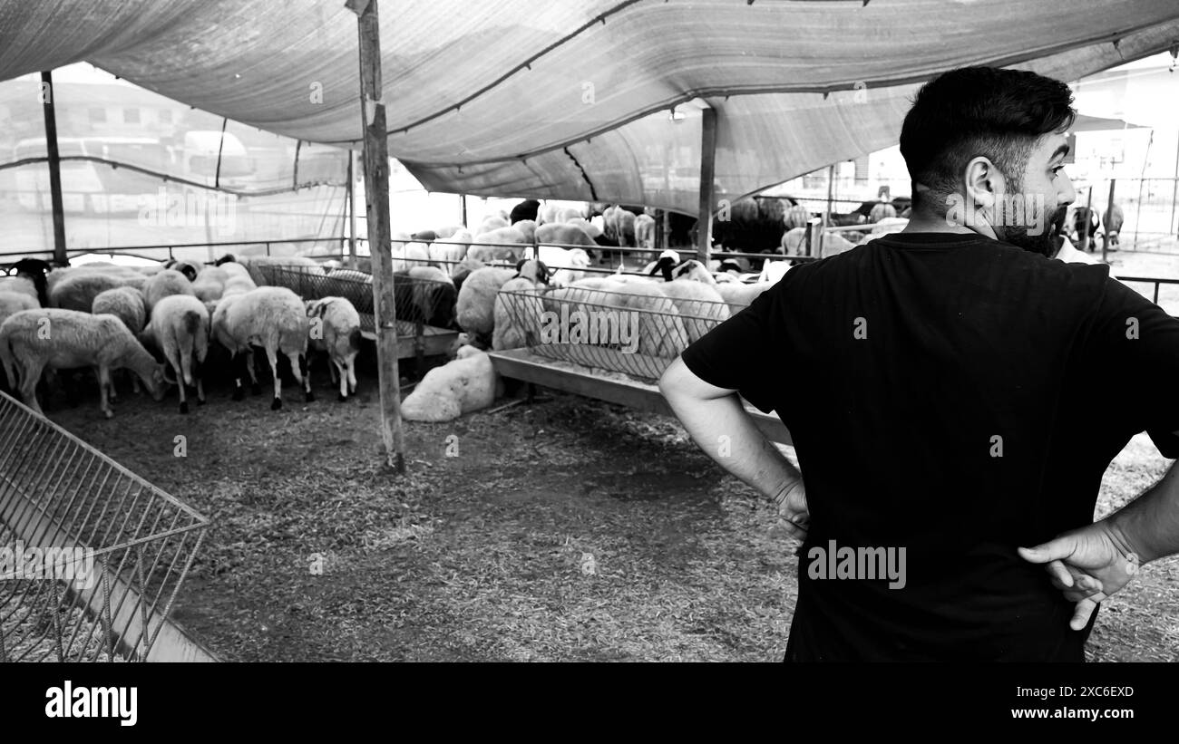 Un mercato locale e tradizionale degli animali sacrificali tenuto davanti a Eid al-Adha, Un mercato locale e tradizionale degli animali sacrificali tenuto prima di Eid al-Adha. I pastori dell'est del paese vendono i loro animali per essere macellati durante Eid al-Adha nelle tende che hanno allestito. I clienti generalmente acquistano animali che trovano costosi contrattando e li fanno macellare. Izmir Bornova Turchia Turchia Copyright: XIdilxToffolox DSC07293 Foto Stock