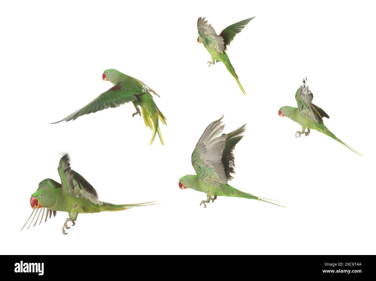 Bellissimo pappagallo verde isolato su bianco, collage di foto Foto Stock