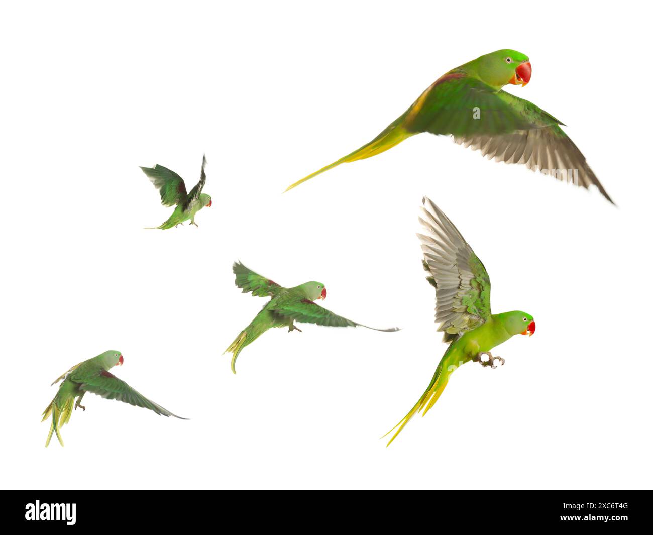 Bellissimo pappagallo verde isolato su bianco, collage di foto Foto Stock