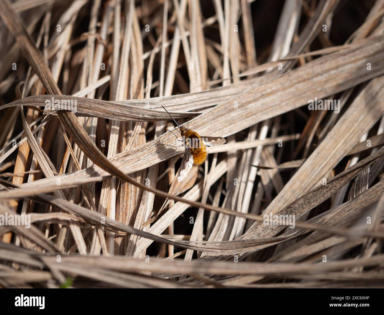 La mosca delle api (Bombylius Major) seduto su erba secca in un giardino in Germania, in Europa. Insetto da solo su una foglia all'inizio della stagione primaverile. Ha un corpo peloso Foto Stock