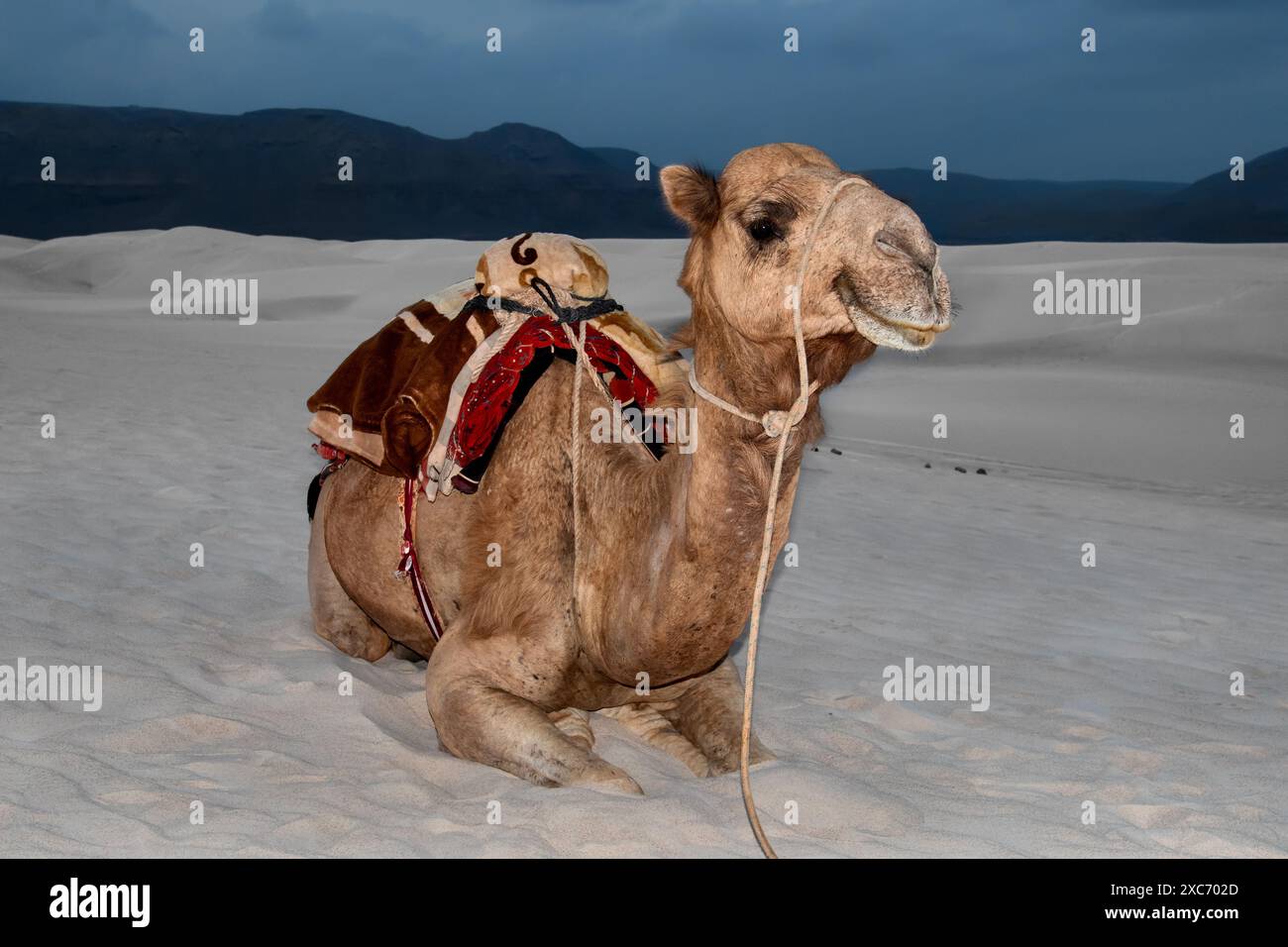 Il dromedario (Camelus dromedarius), noto anche come cammello arabo, a Socotra, Yemen. Foto Stock