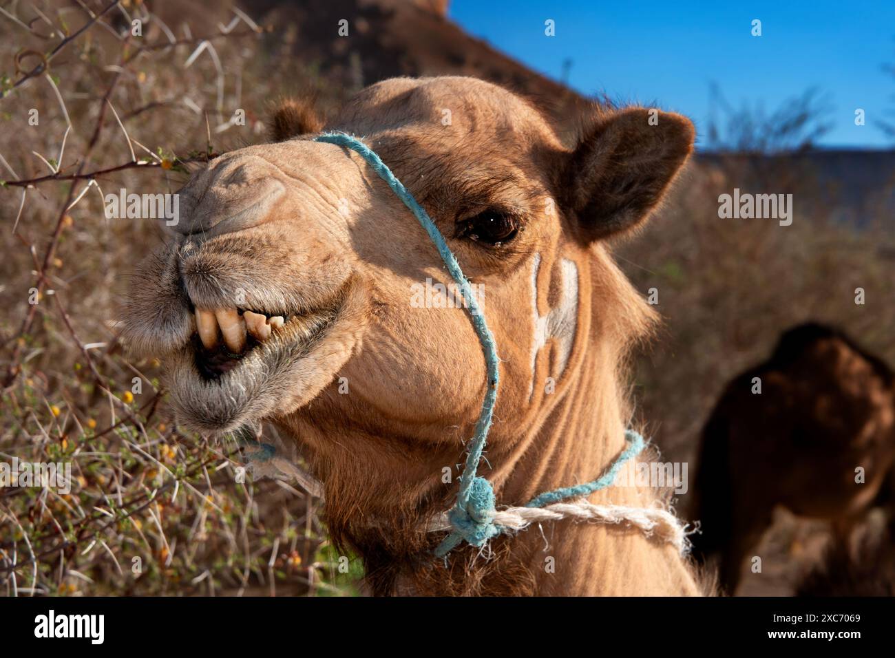 Il dromedario (Camelus dromedarius), noto anche come cammello arabo, a Socotra, Yemen. Foto Stock