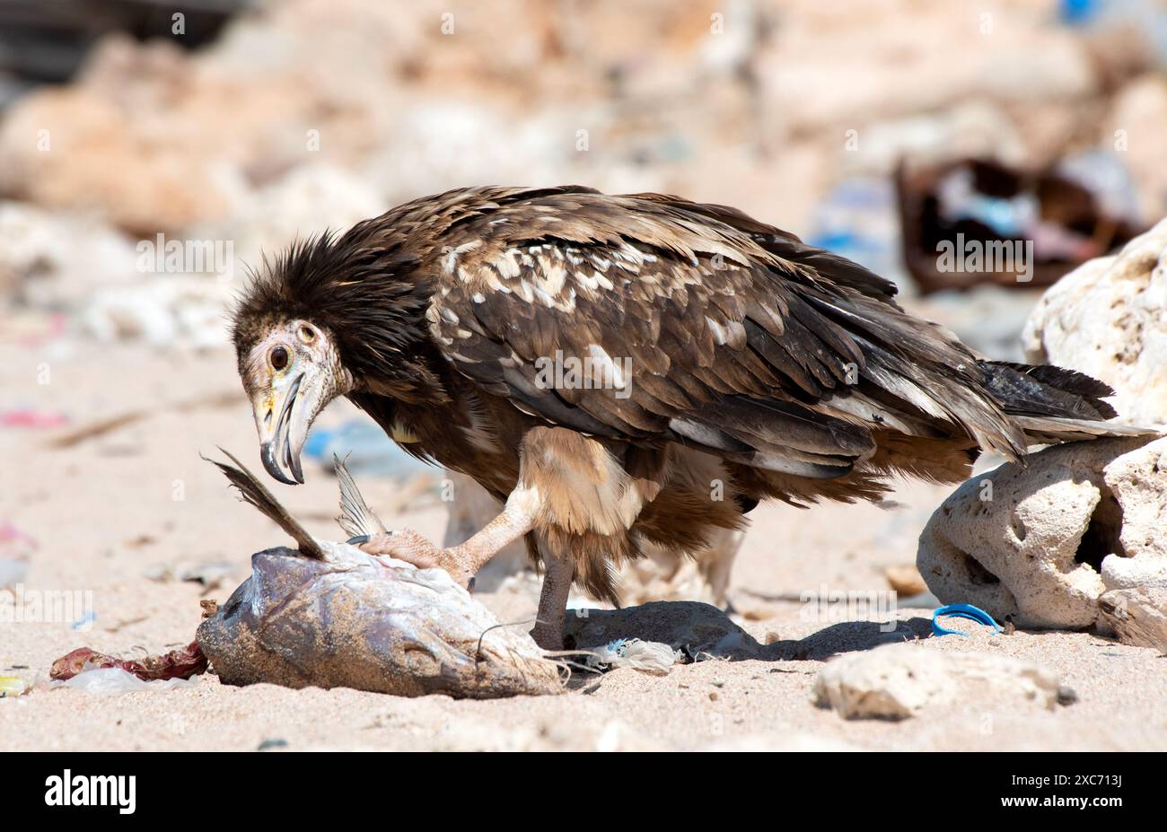 L'avvoltoio egiziano (Neophron percnopterus), chiamato anche avvoltoio bianco o pollo del faraone. Fotografato a Socotra, Yemen. Foto Stock